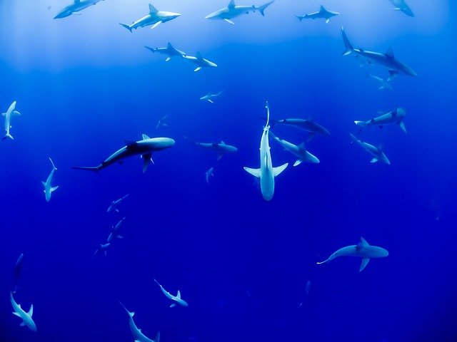 thresher shark